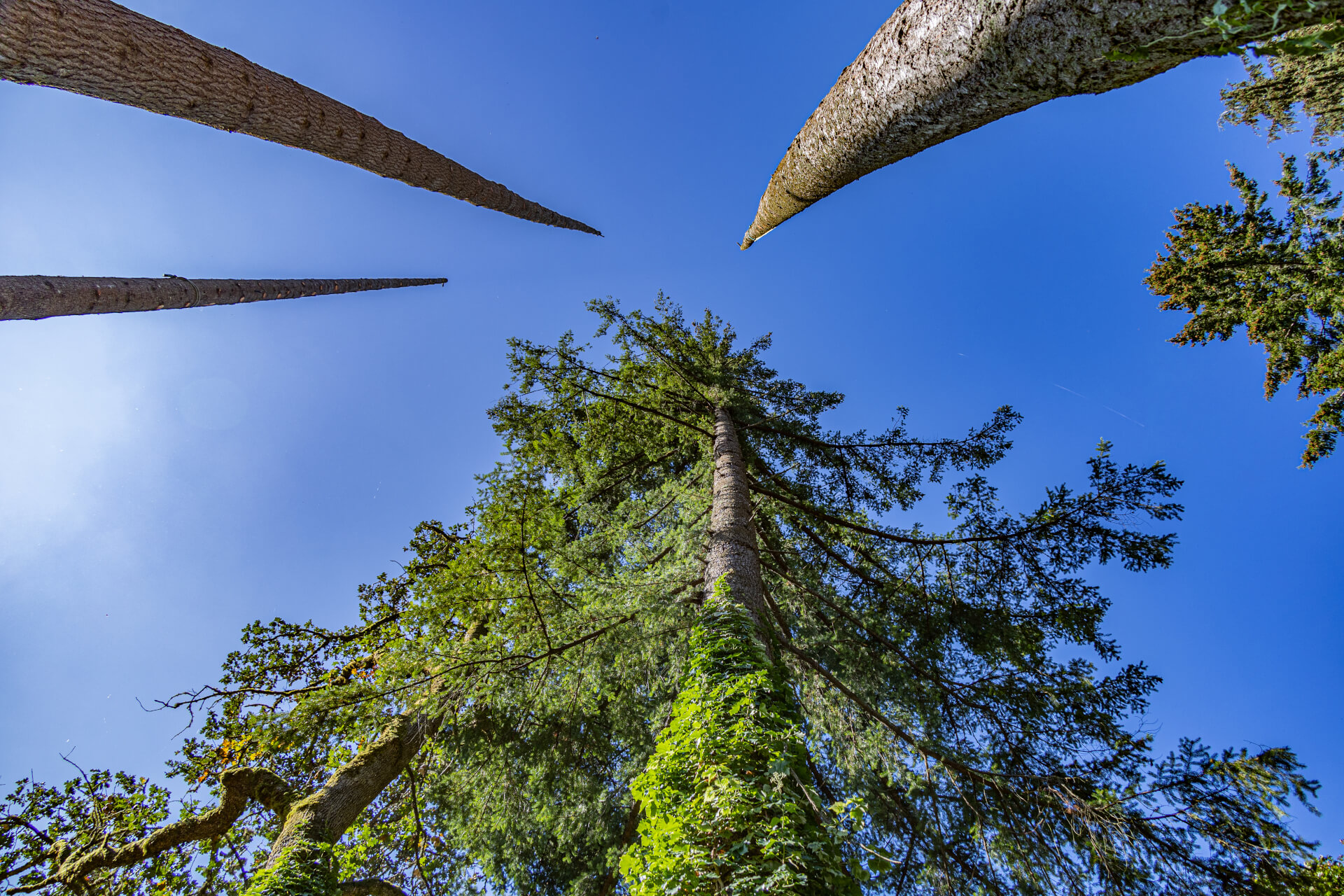 5 Tree Removal Cost Factors To Budget For Tree Service Professionals